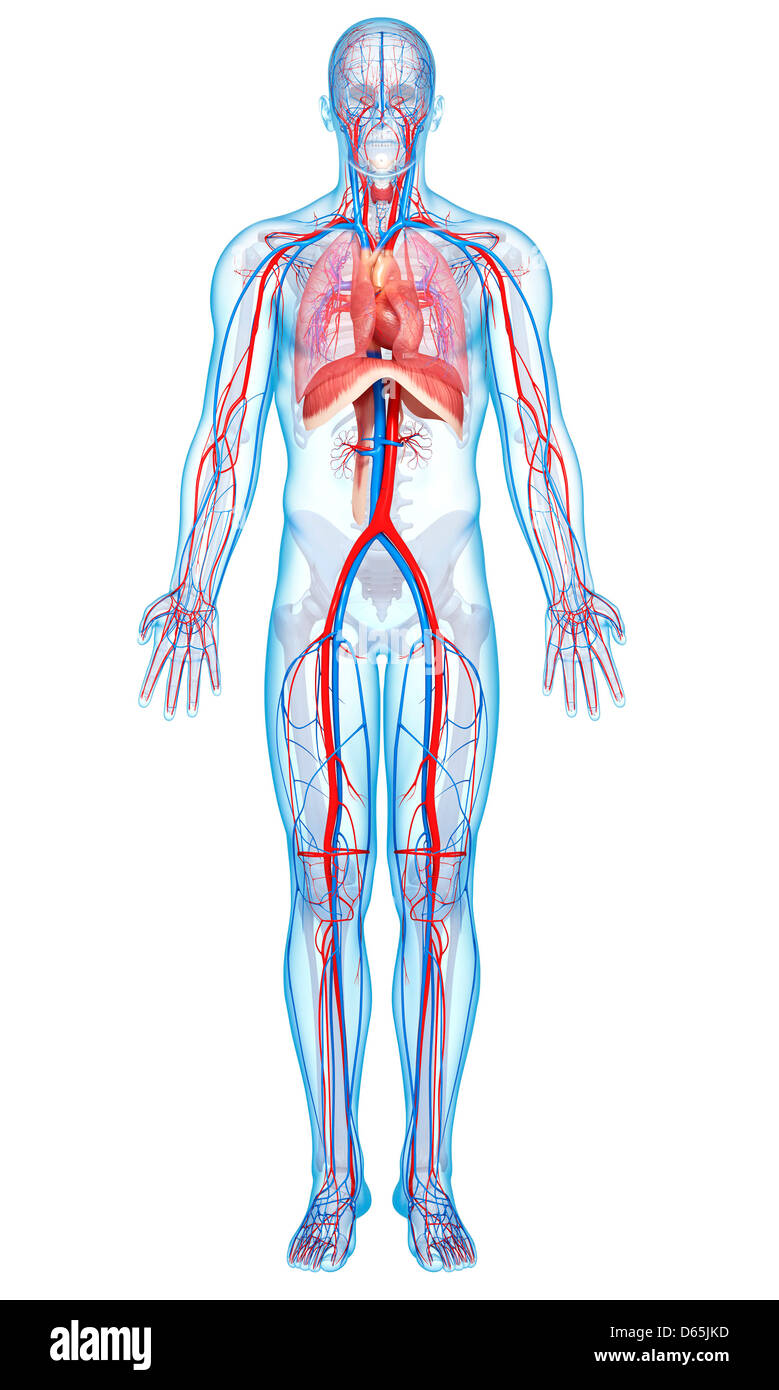 Anatomia Umana, artwork Foto Stock