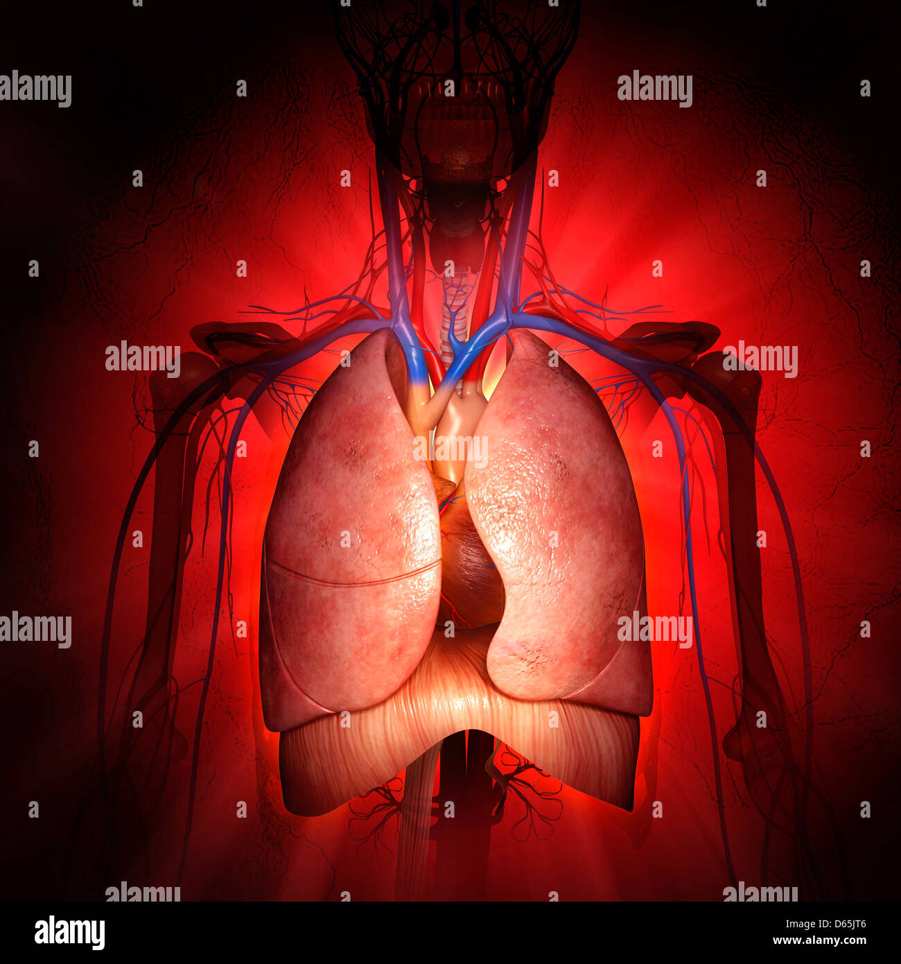 Anatomia del torace, artwork Foto Stock