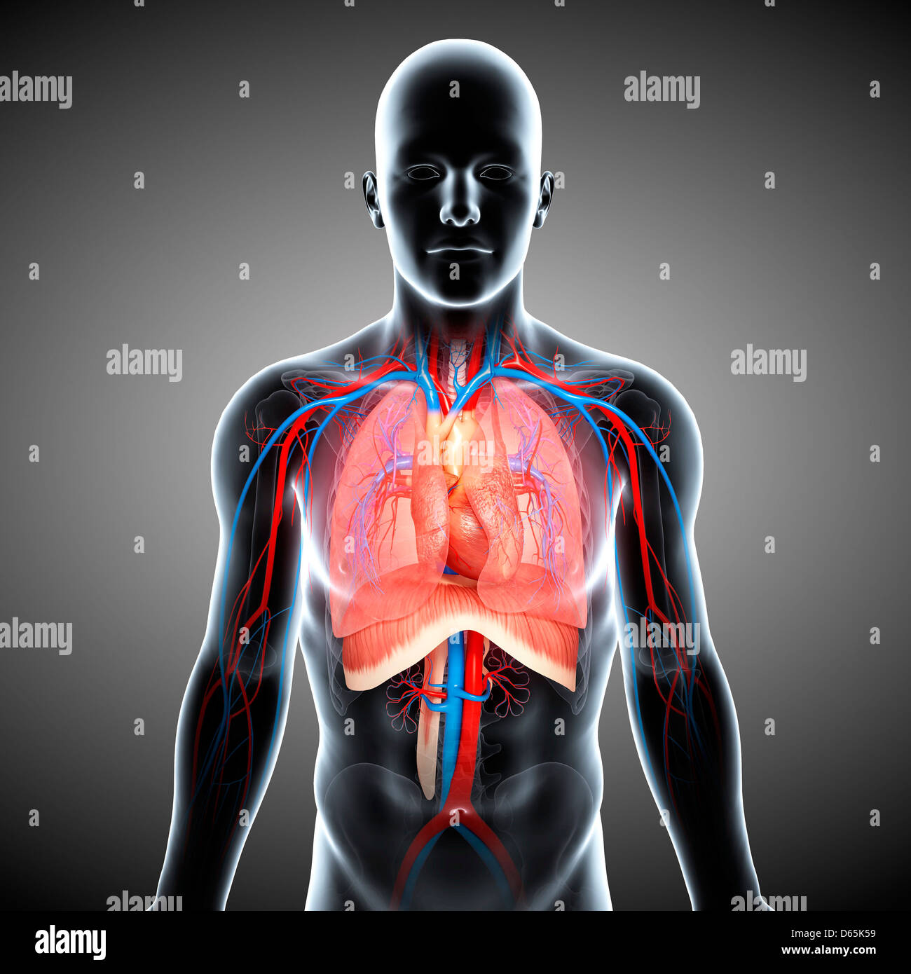 Anatomia del torace, artwork Foto Stock