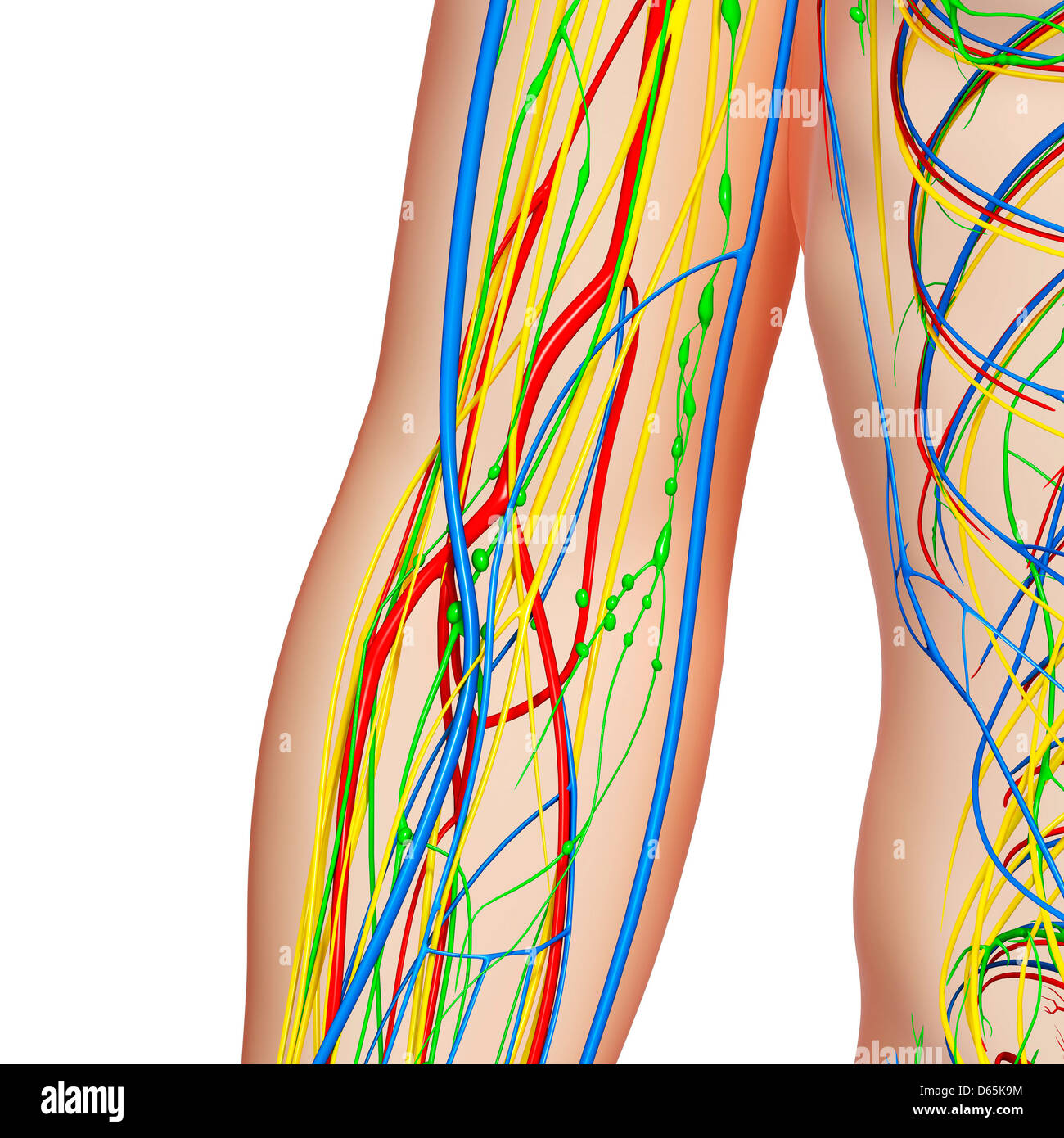 Anatomia del gomito, artwork Foto Stock