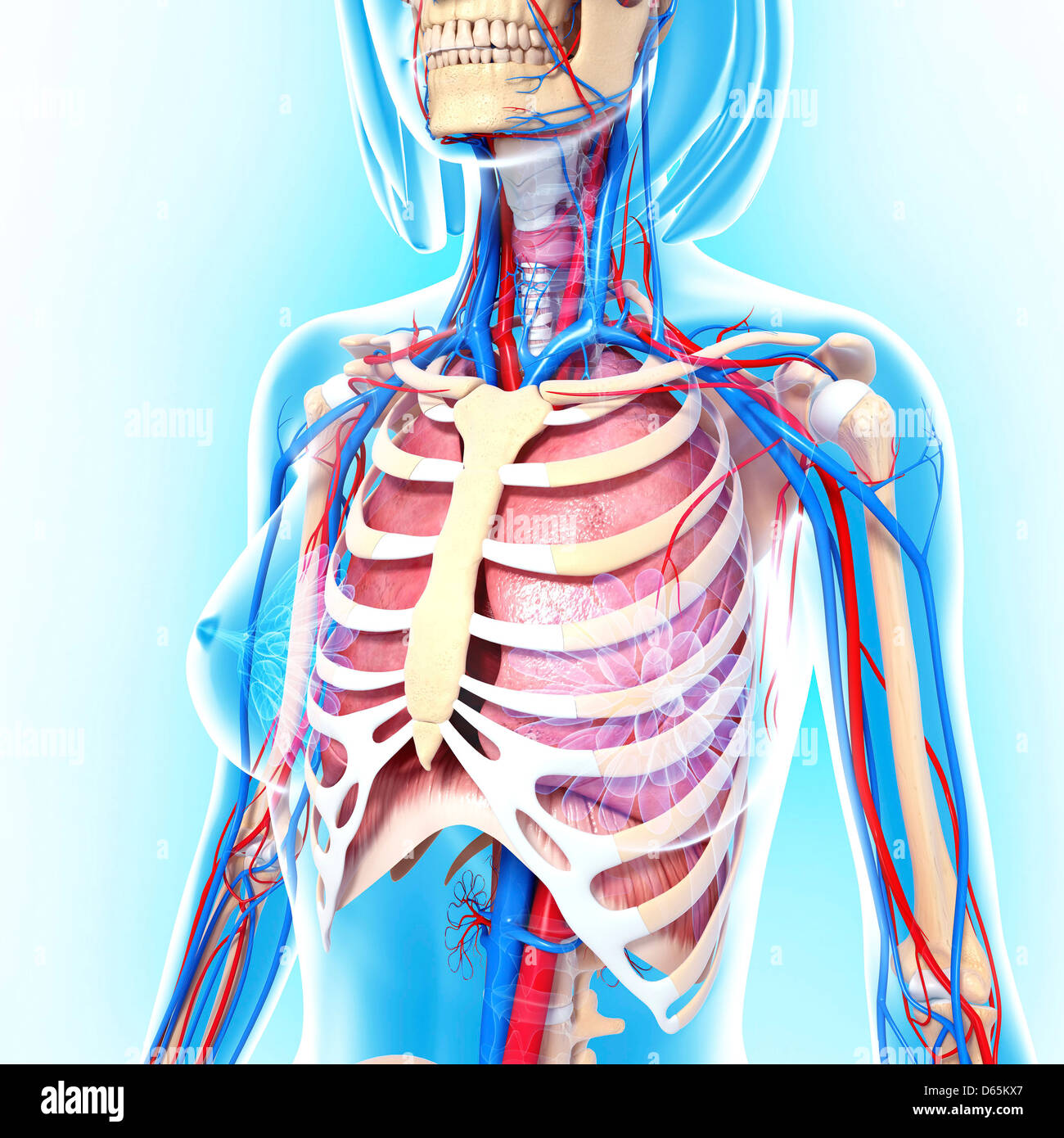 Anatomia femminile, artwork Foto Stock