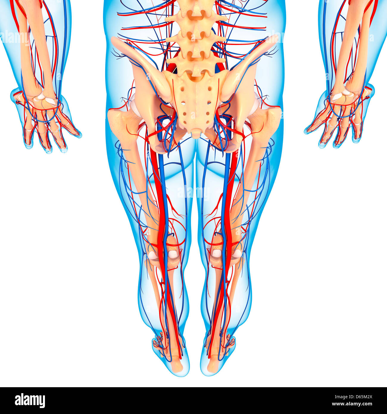 La parte inferiore del corpo anatomia, artwork Foto Stock