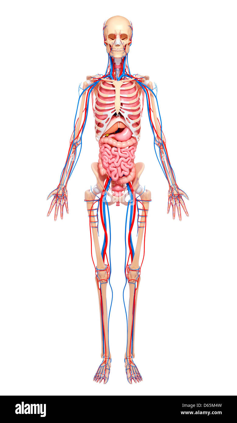 Anatomia Umana, artwork Foto Stock