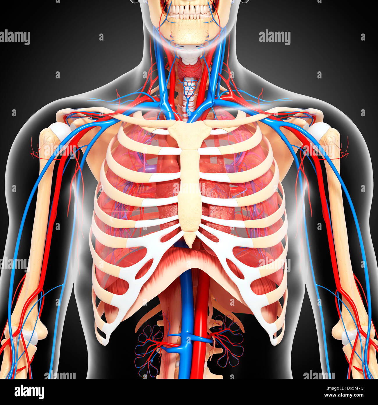 Il corpo superiore anatomia, artwork Foto Stock