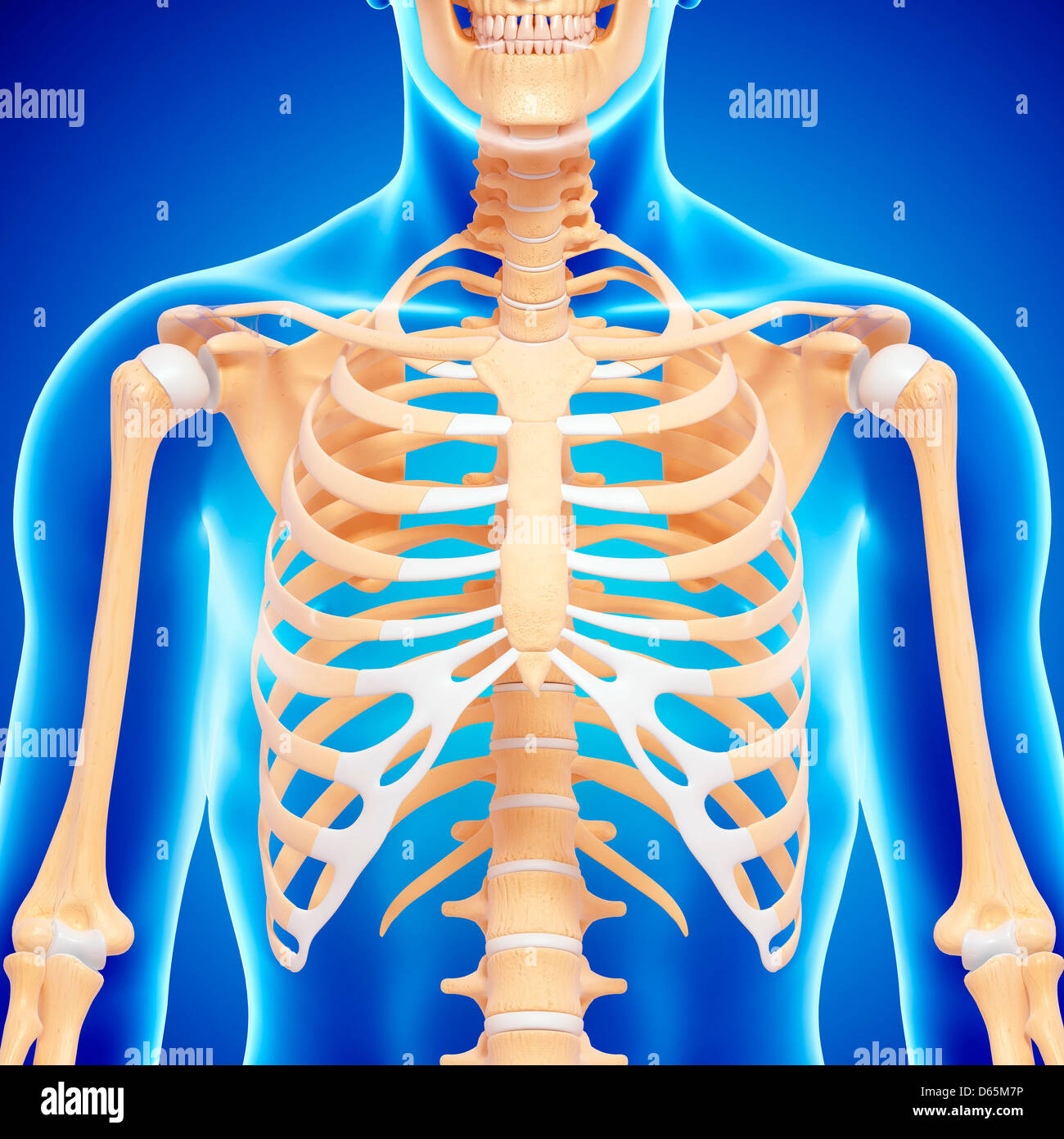 Il corpo superiore le ossa, artwork Foto Stock