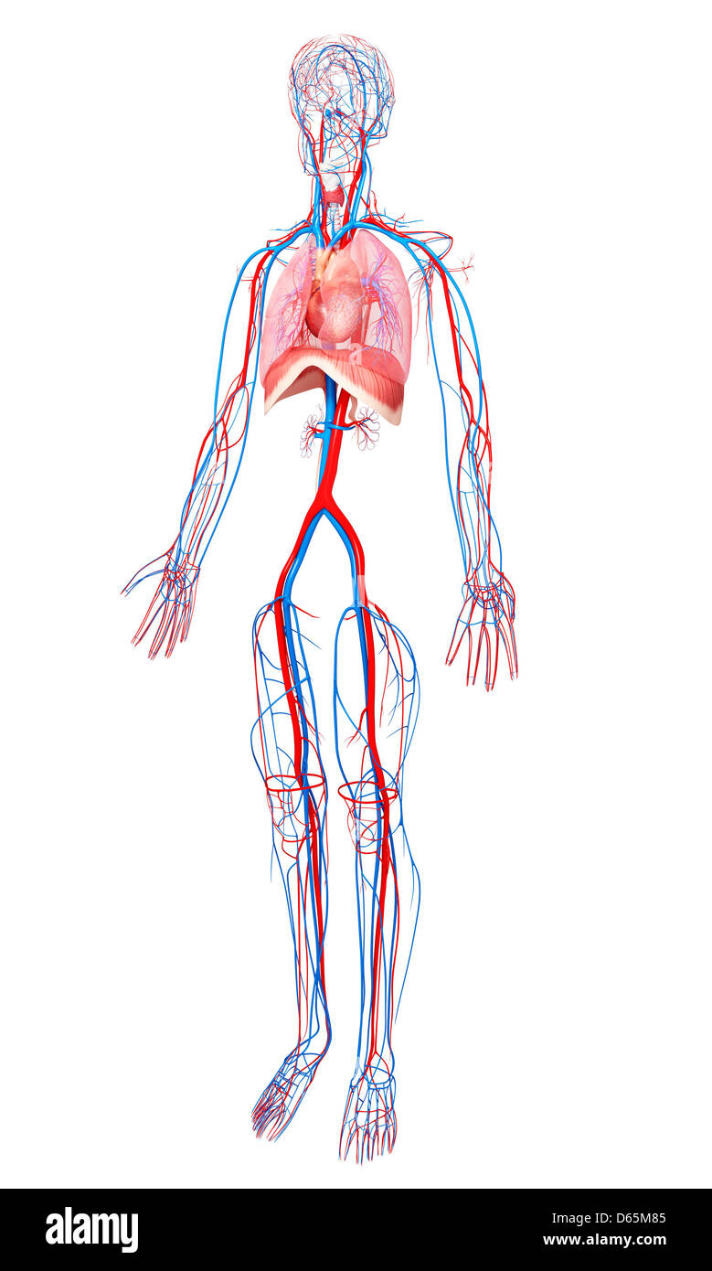 Anatomia Umana, artwork Foto Stock