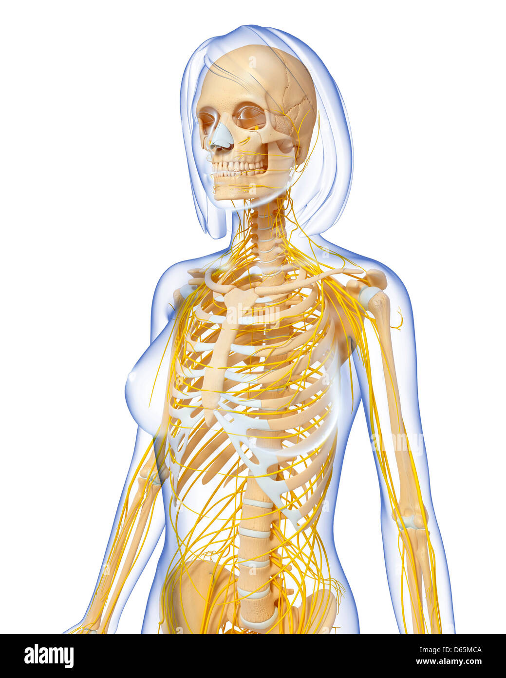 Anatomia femminile, computer artwork Foto Stock