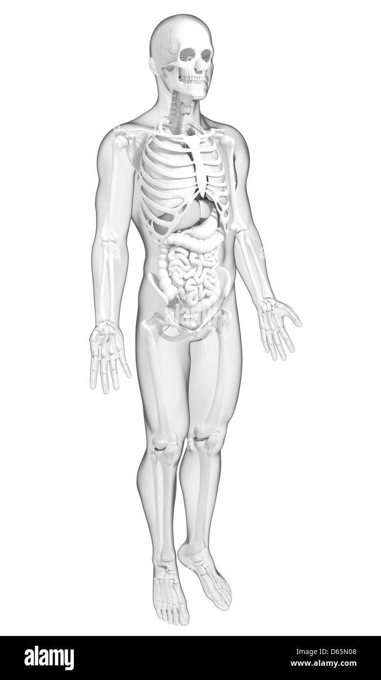 Anatomia maschile, artwork Foto Stock