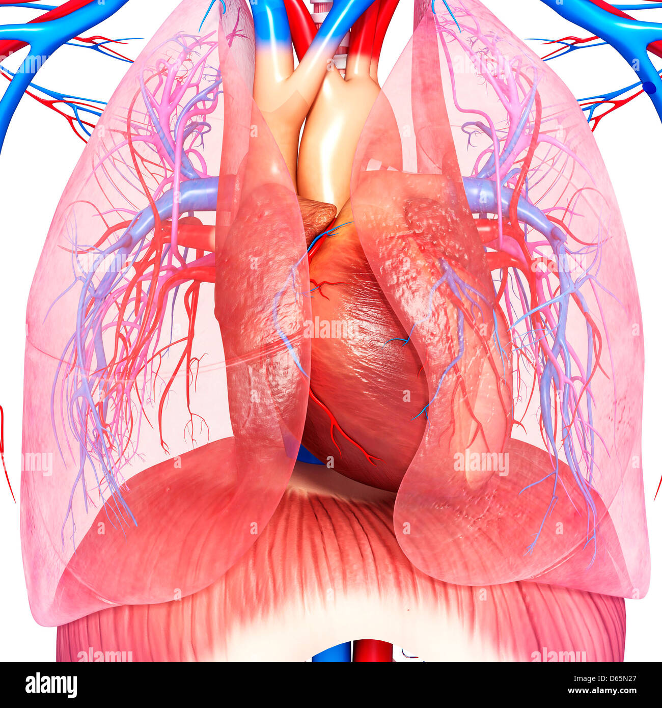 Anatomia del torace, artwork Foto Stock