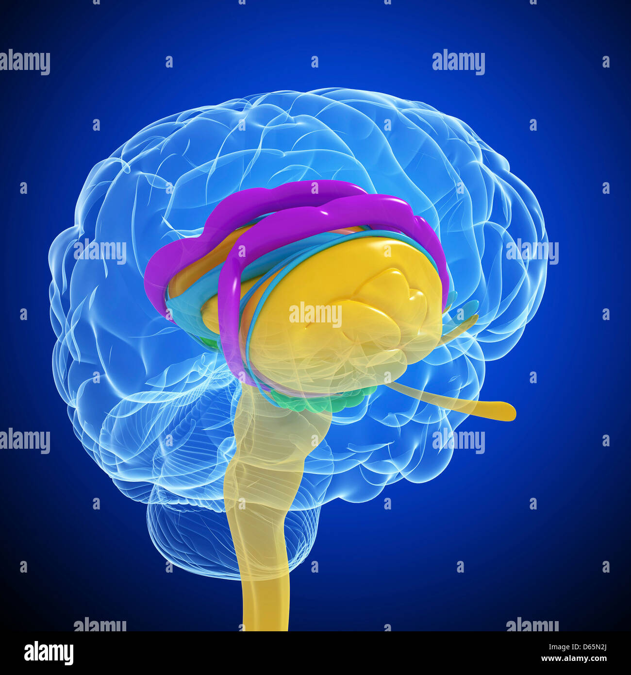 Anatomia del cervello, artwork Foto Stock