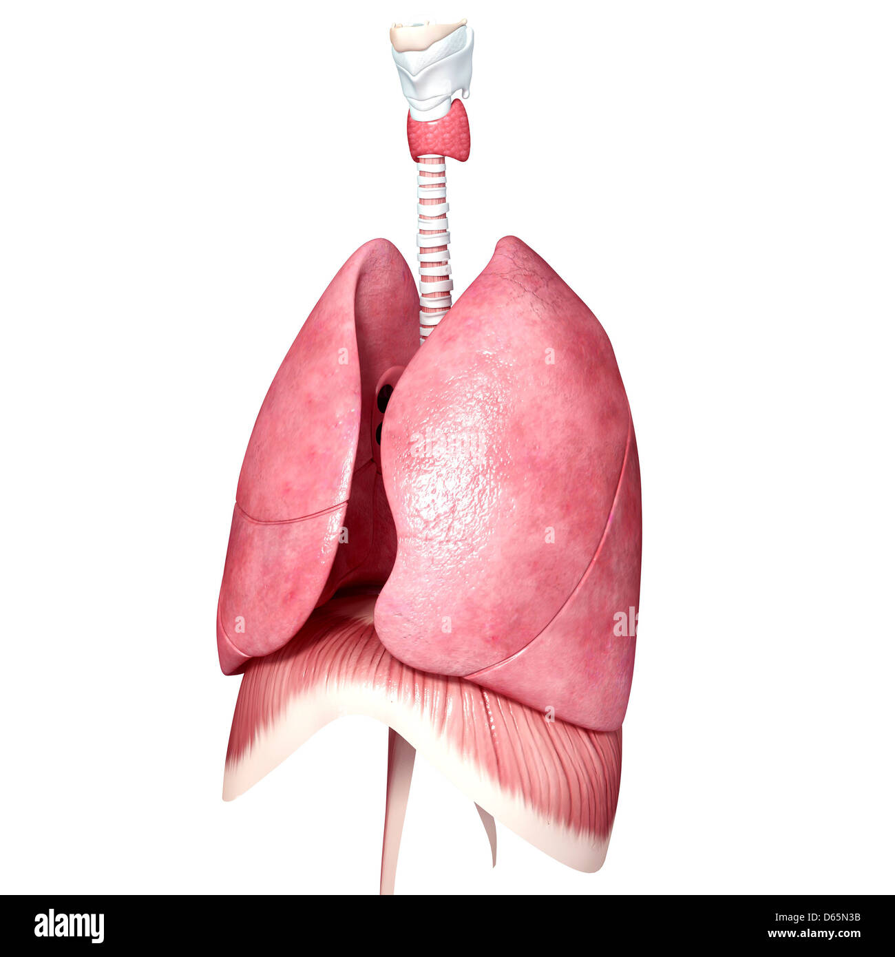 Anatomia del torace, artwork Foto Stock