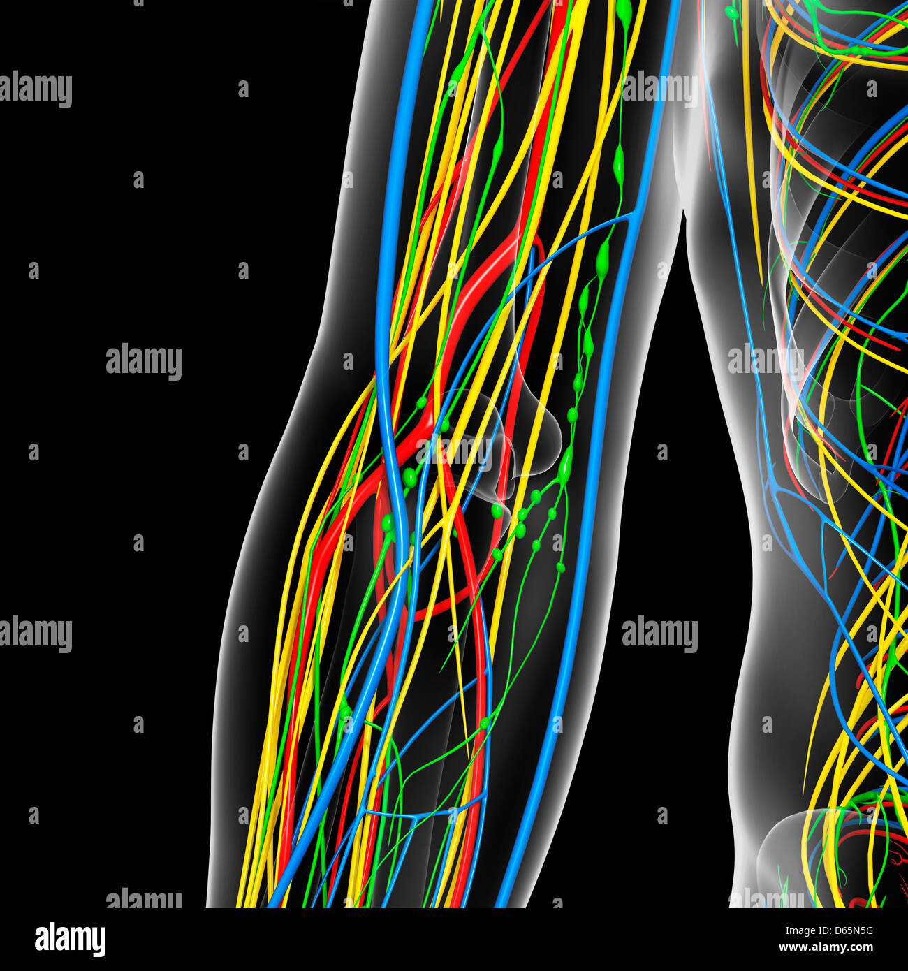 Anatomia del gomito, artwork Foto Stock