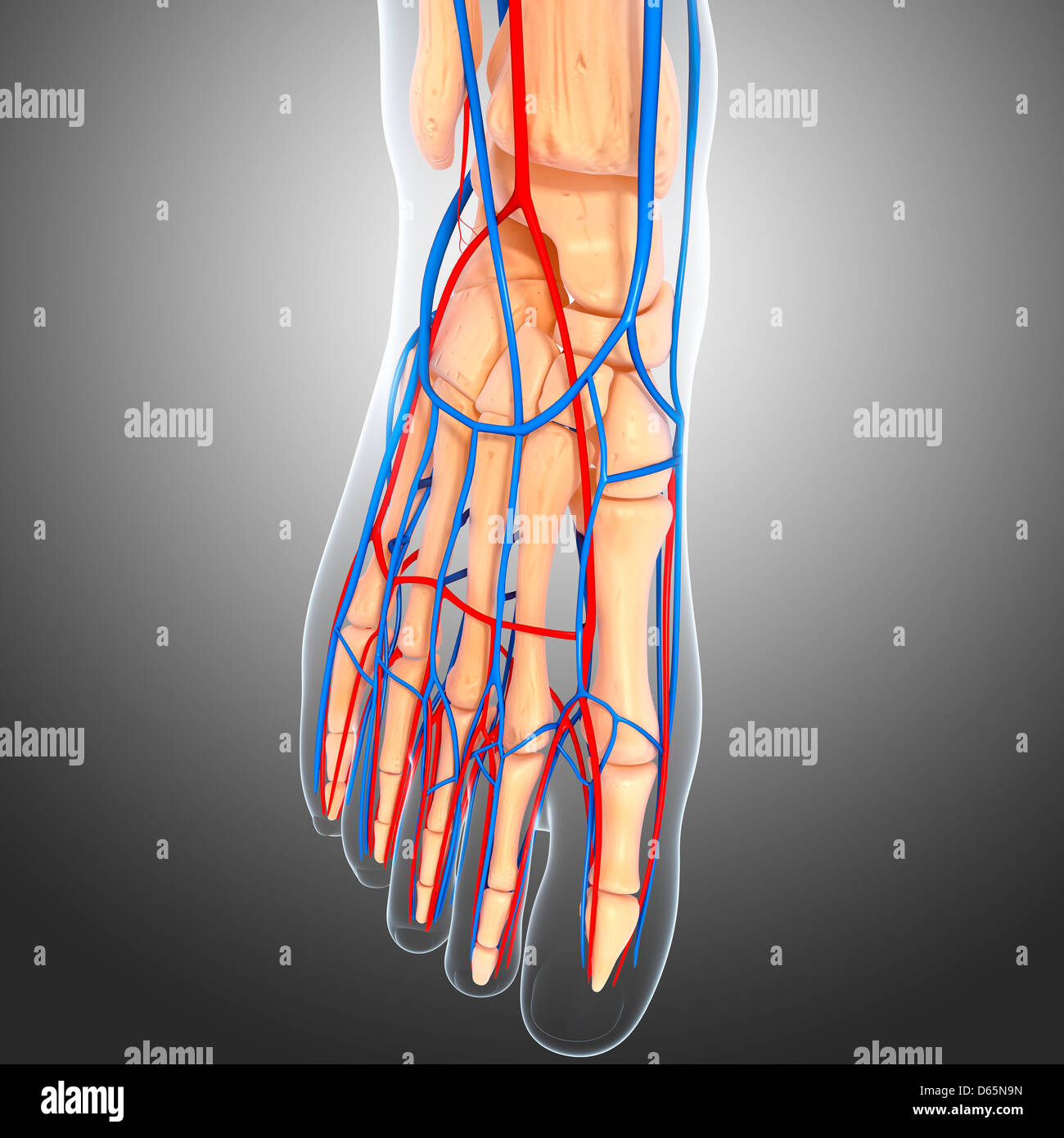 Anatomia del piede, artwork Foto stock - Alamy