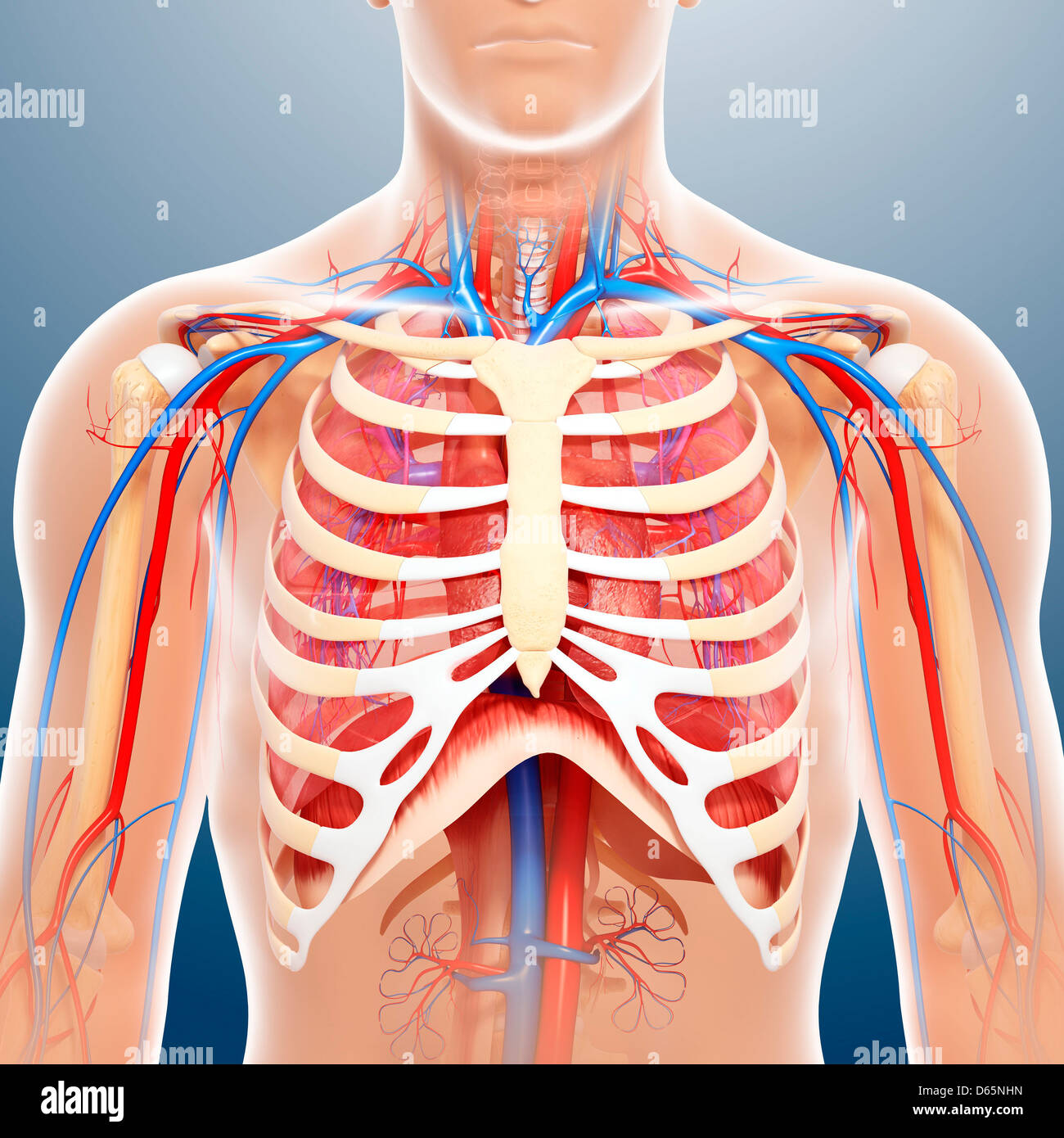 Anatomia del torace, artwork Foto Stock