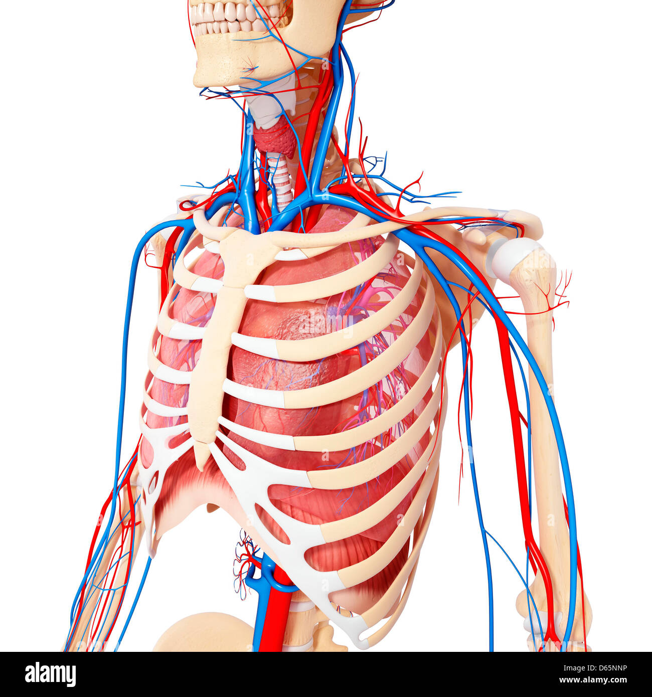 Anatomia Torace Immagini E Fotos Stock Alamy