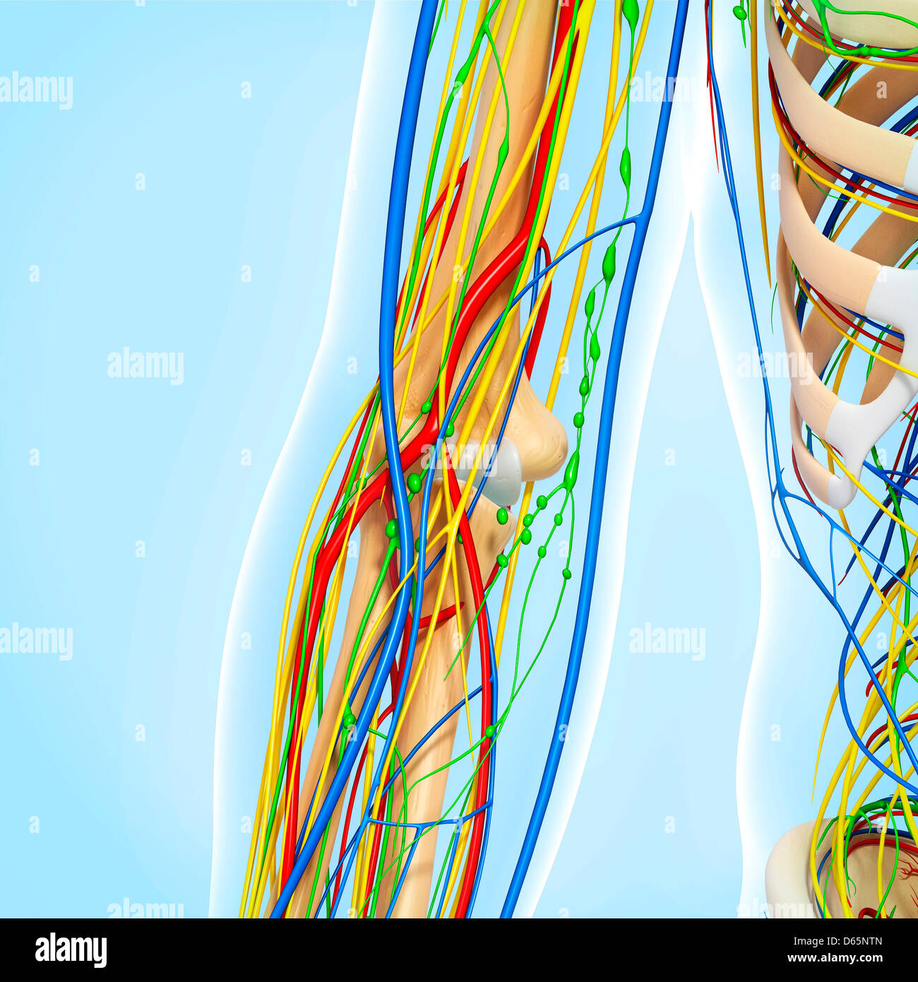Anatomia del gomito, artwork Foto Stock