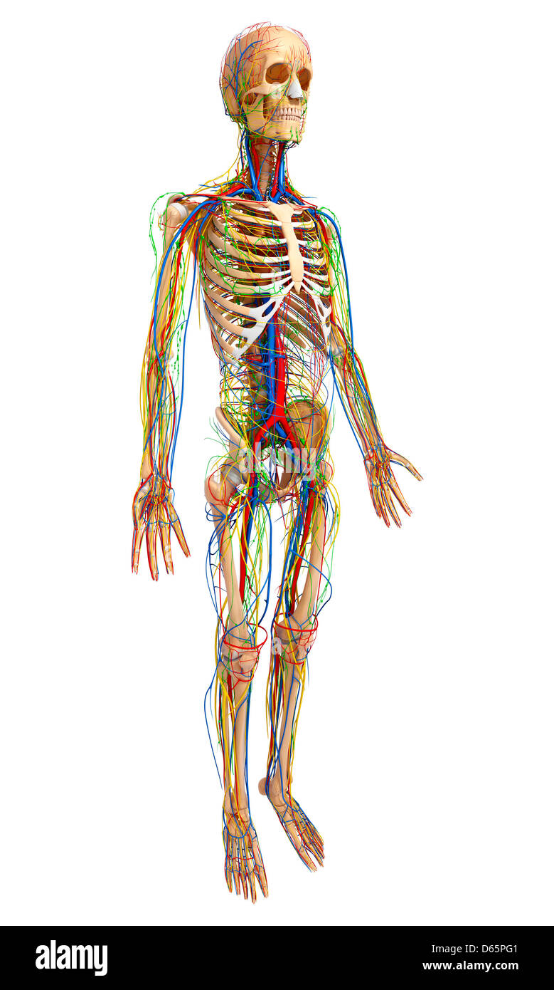 Anatomia maschile, artwork Foto Stock
