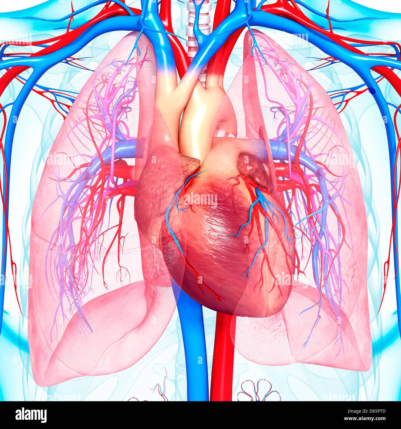 Anatomia del torace, artwork Foto Stock