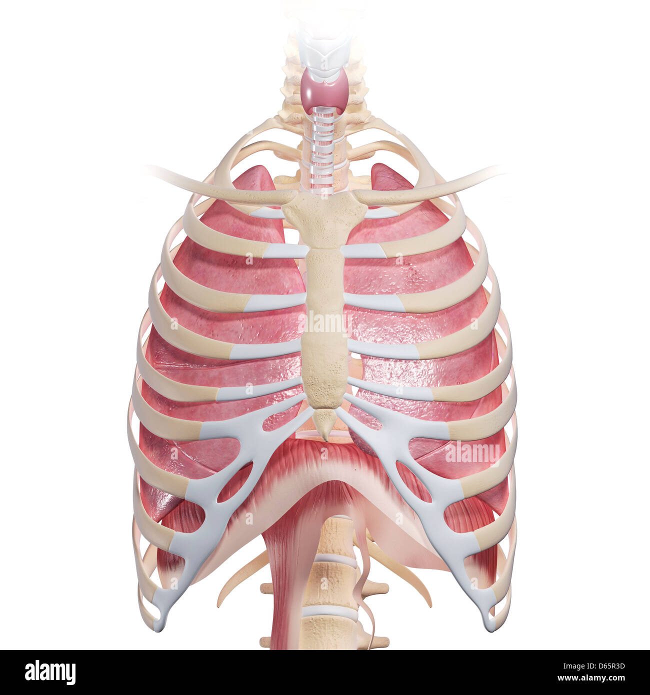 Anatomia del torace, artwork Foto Stock