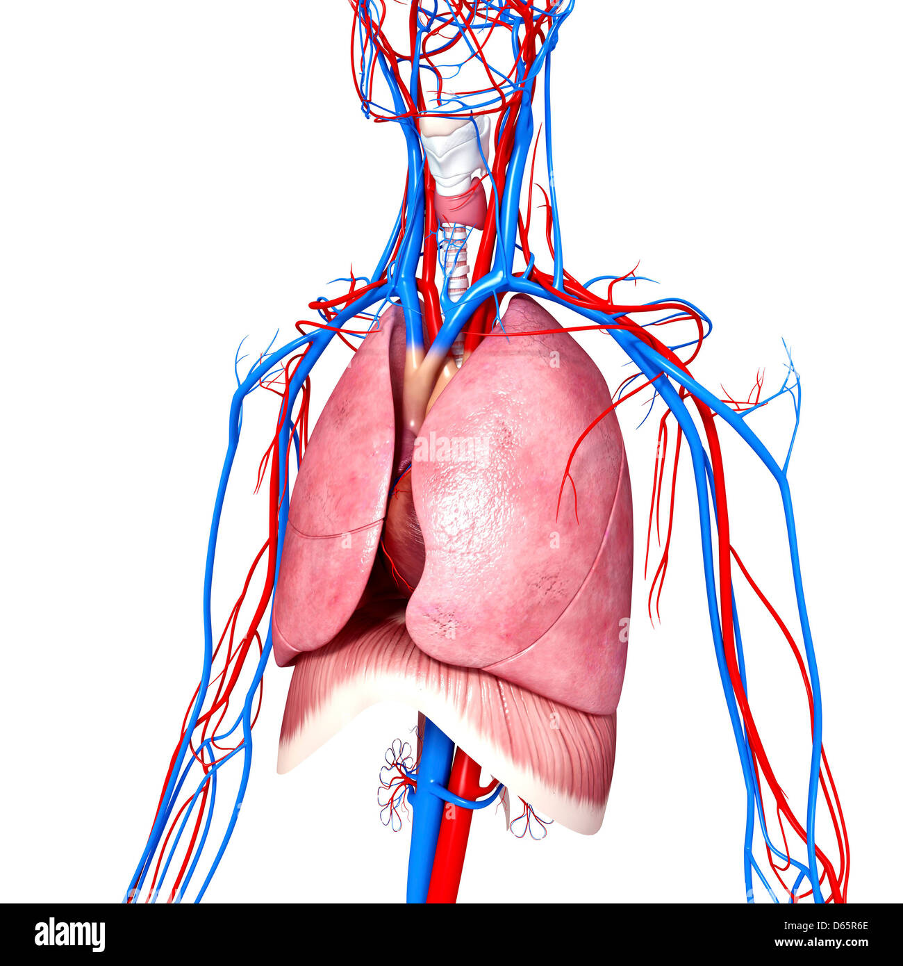 Anatomia Umana, artwork Foto Stock