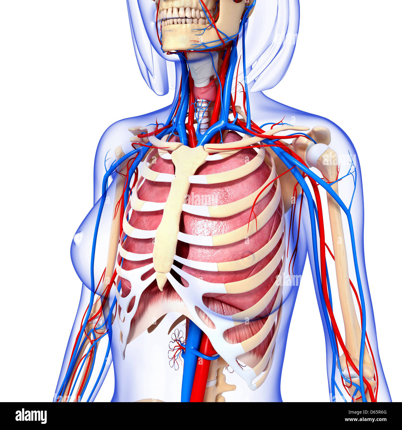 Anatomia femminile, artwork Foto Stock