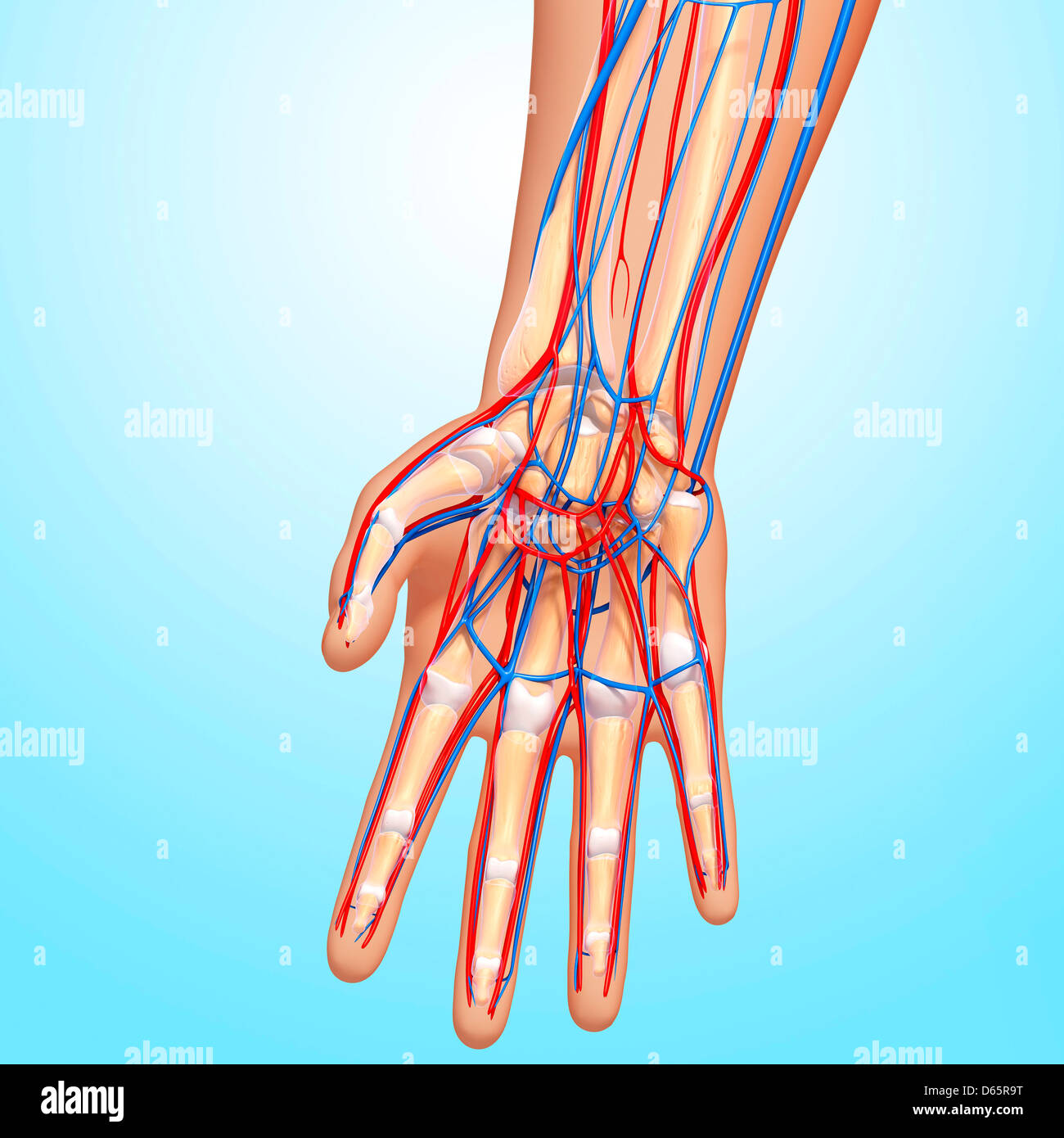 Mano anatomia, artwork Foto Stock