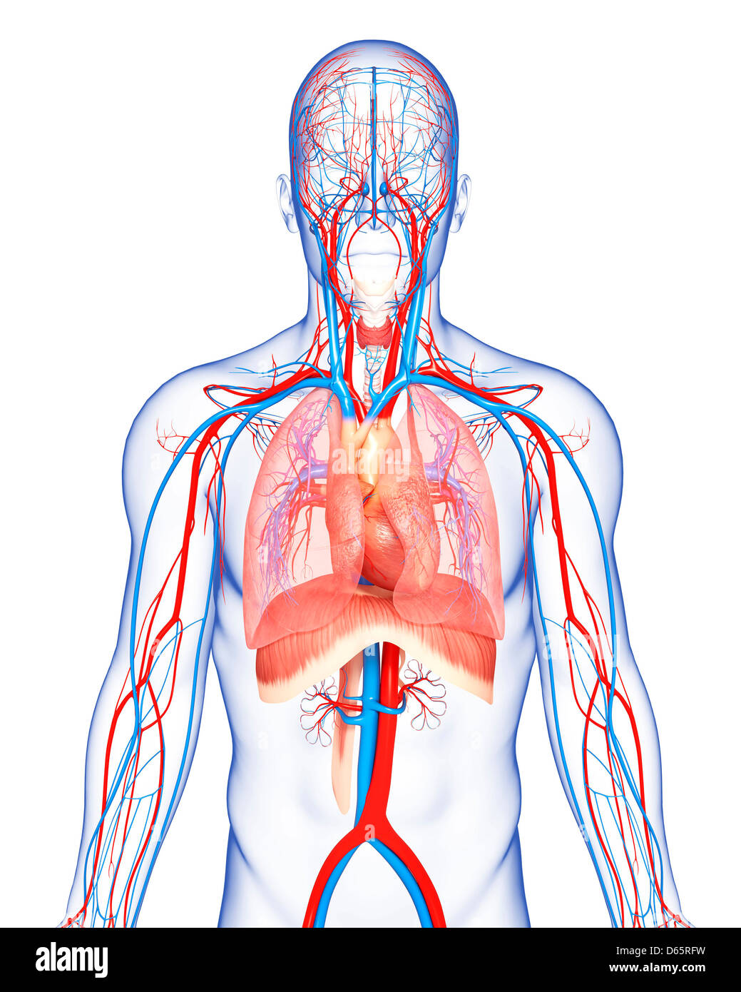 Anatomia Umana, artwork Foto Stock