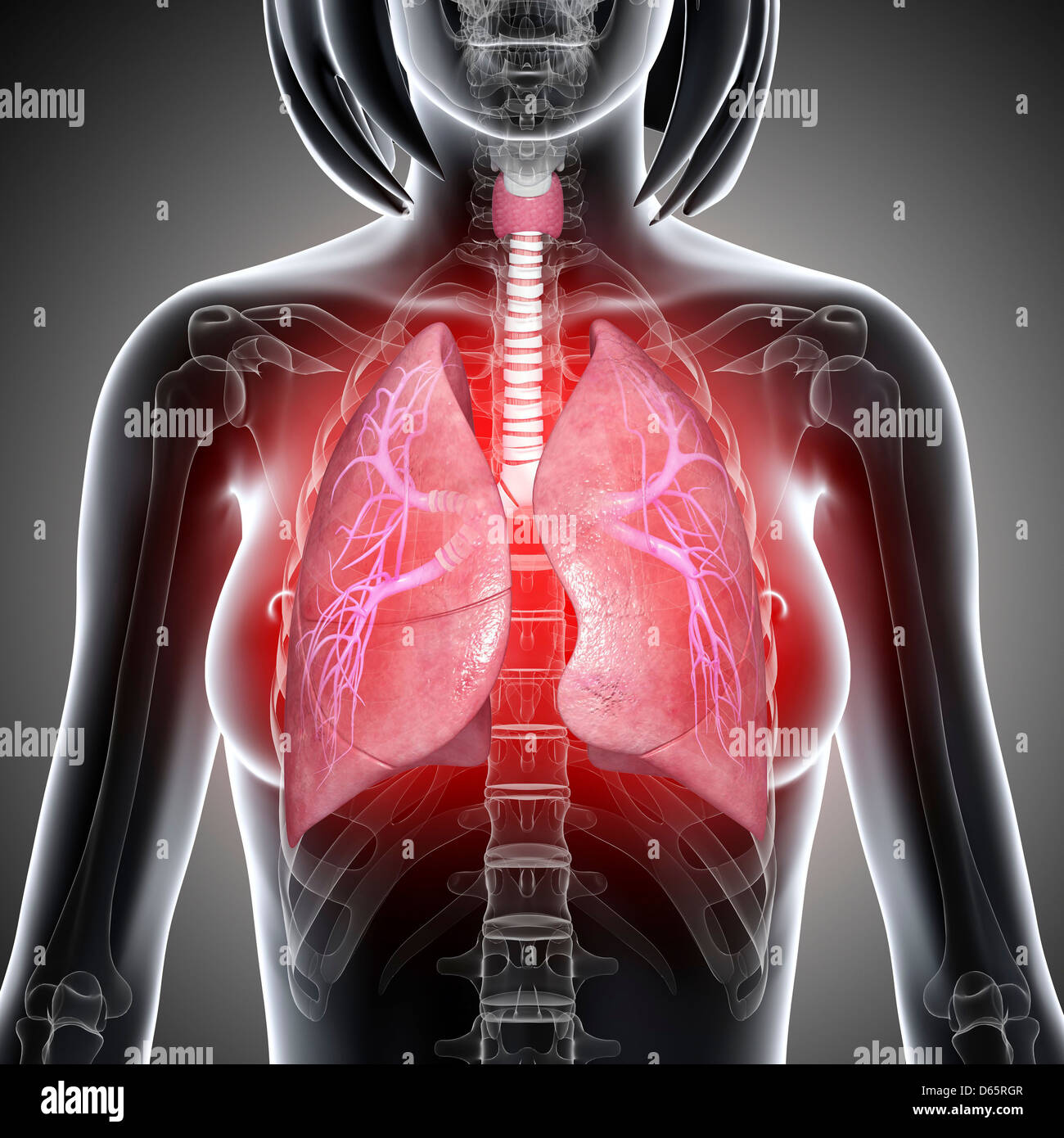 Polmoni femmina, artwork Foto Stock