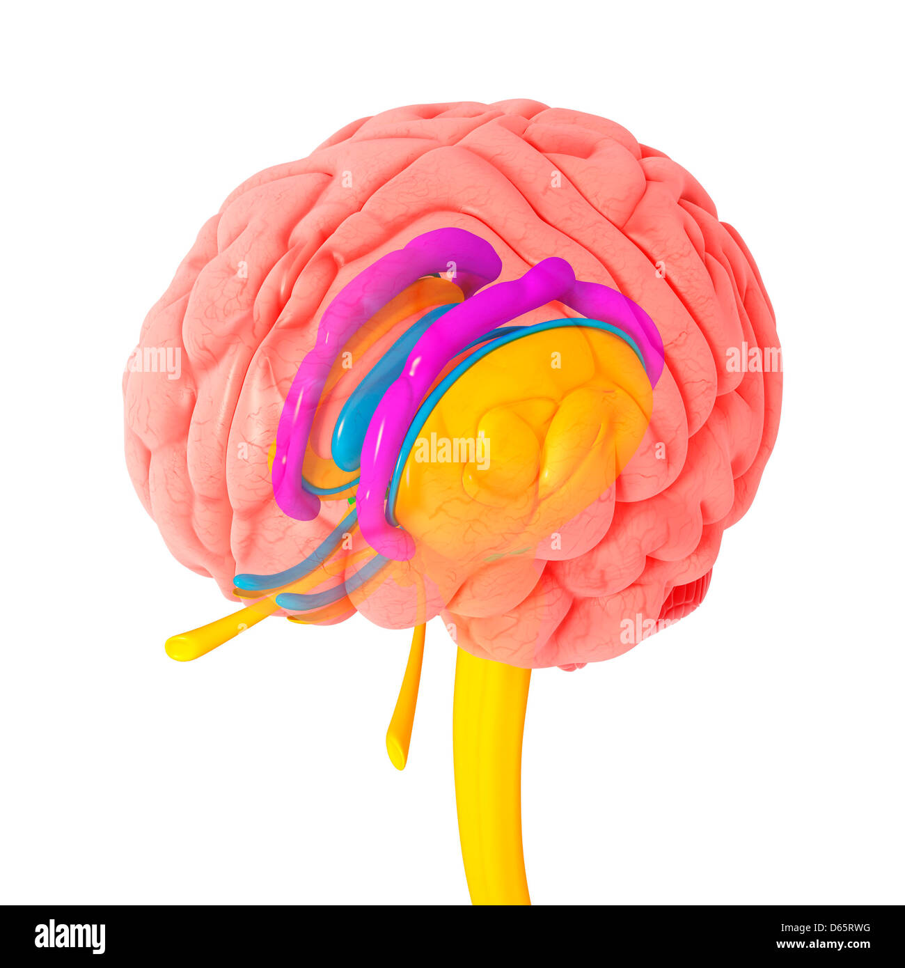Anatomia del cervello, artwork Foto Stock