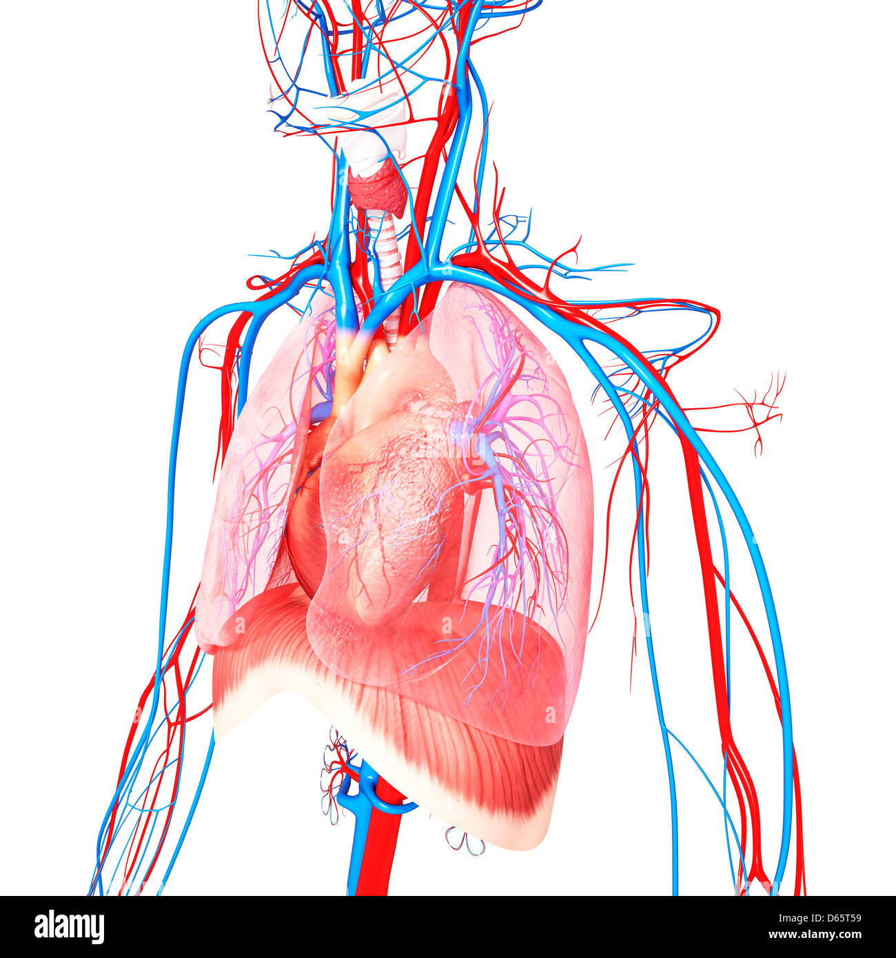 Anatomia Umana, artwork Foto Stock