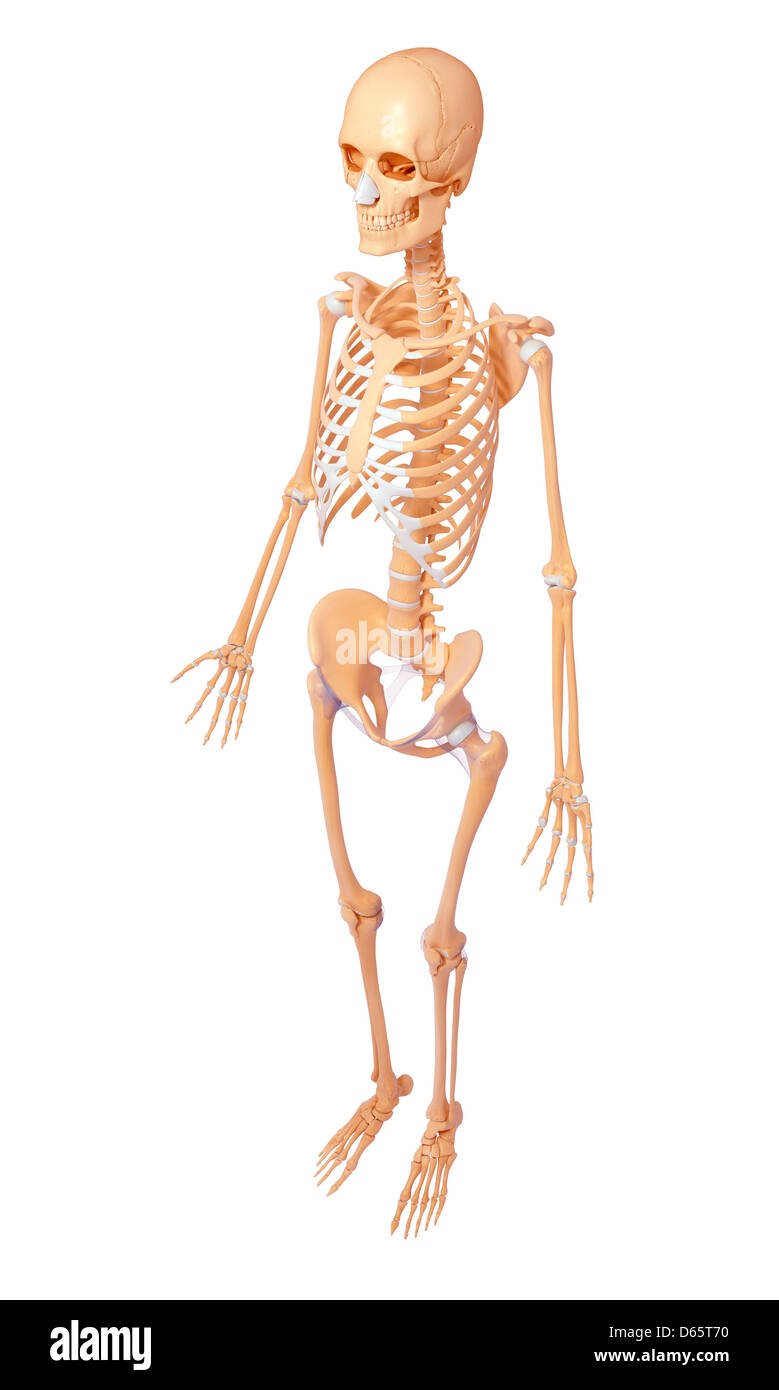 Scheletro femminile, artwork Foto Stock