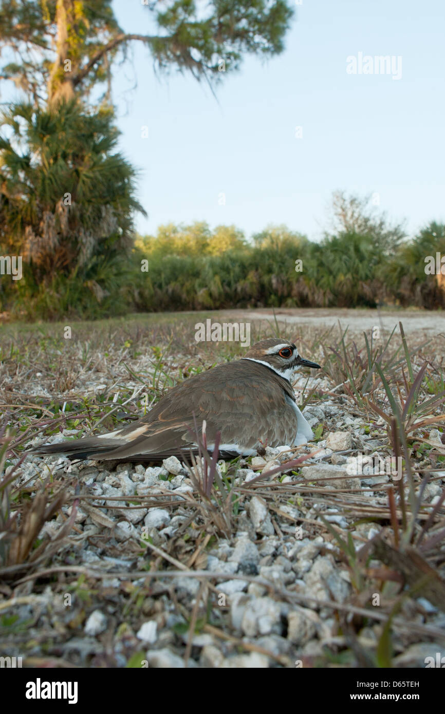 Vista grandangolare di Killdeer sul suo nido nidi uccelli songbird songbirds plover natura fauna ambiente verticale Foto Stock