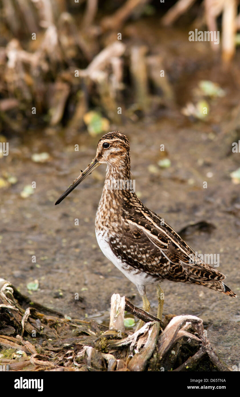 Il Wilson's beccaccino - Verde Cay zone umide - Boynton Beach, Florida USA Foto Stock