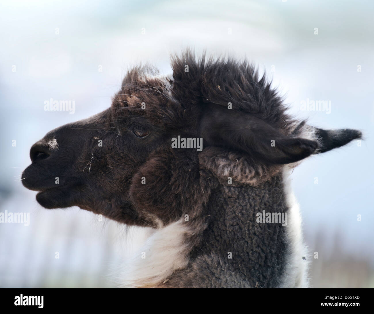 Ritratto di un marrone e bianco Alpaca Foto Stock