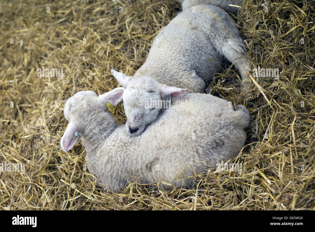 Baby agnelli di dormire su un letto di paglia Foto Stock