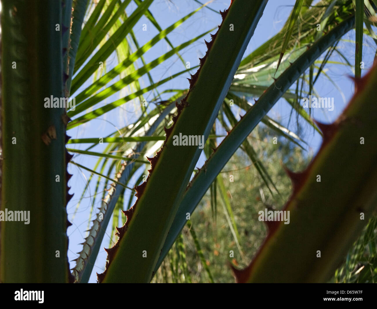 Vedute tra le foglie di una pianta di Palm Foto Stock
