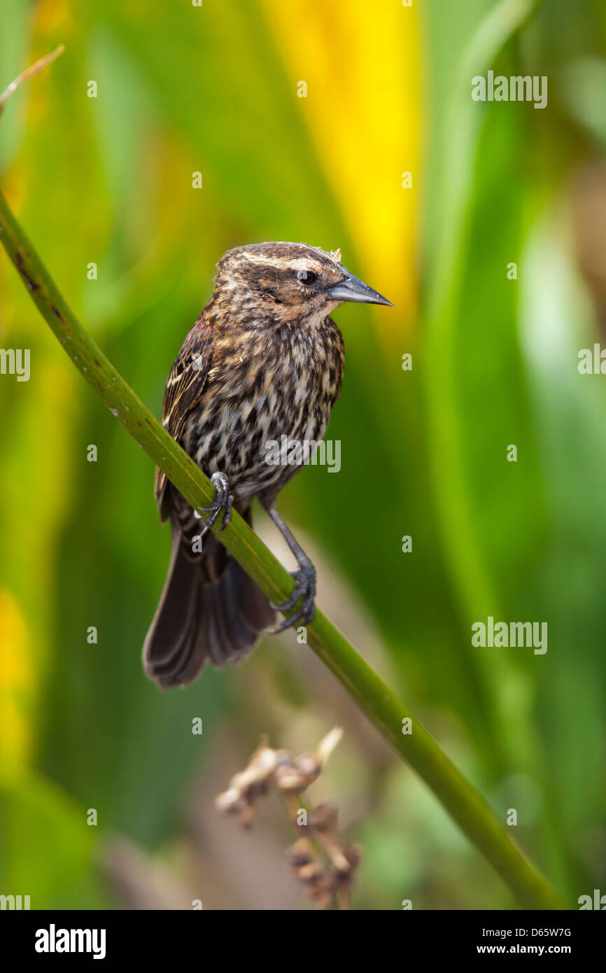 Rosso-winged Blackbird (femmina) - Verde Cay zone umide - Boynton Beach, Florida USA Foto Stock