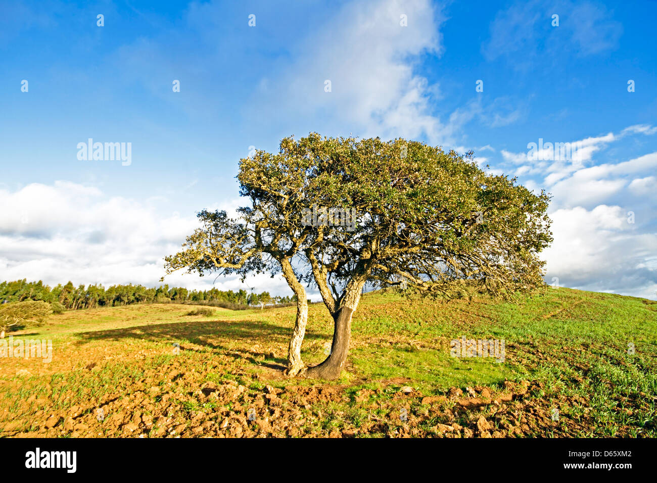 Corktree nella campagna dal Portogallo Foto Stock
