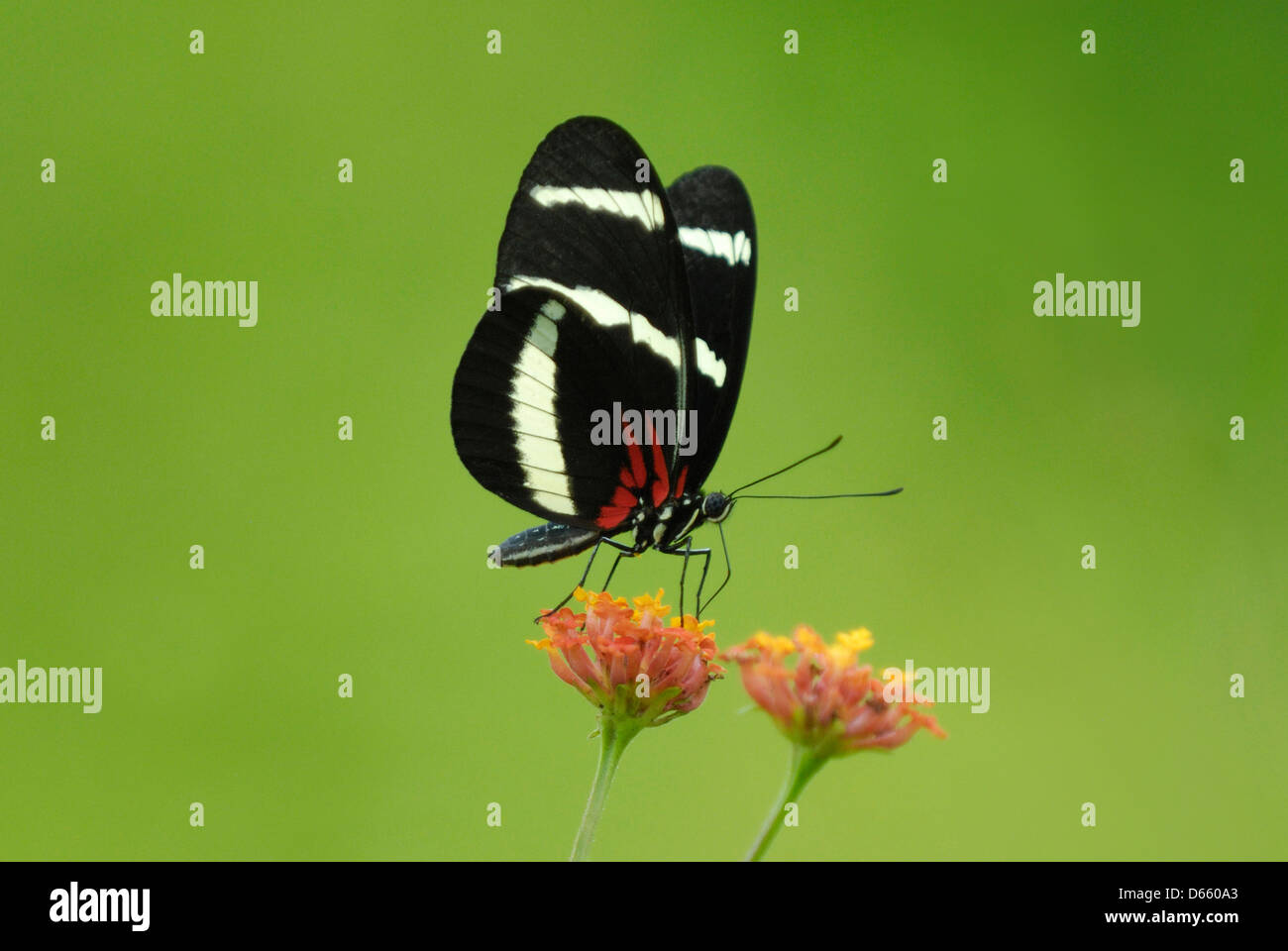 Hewitson's Longwing (Heliconius hewitsoni) alimentazione in Costa Rica foresta pluviale Foto Stock