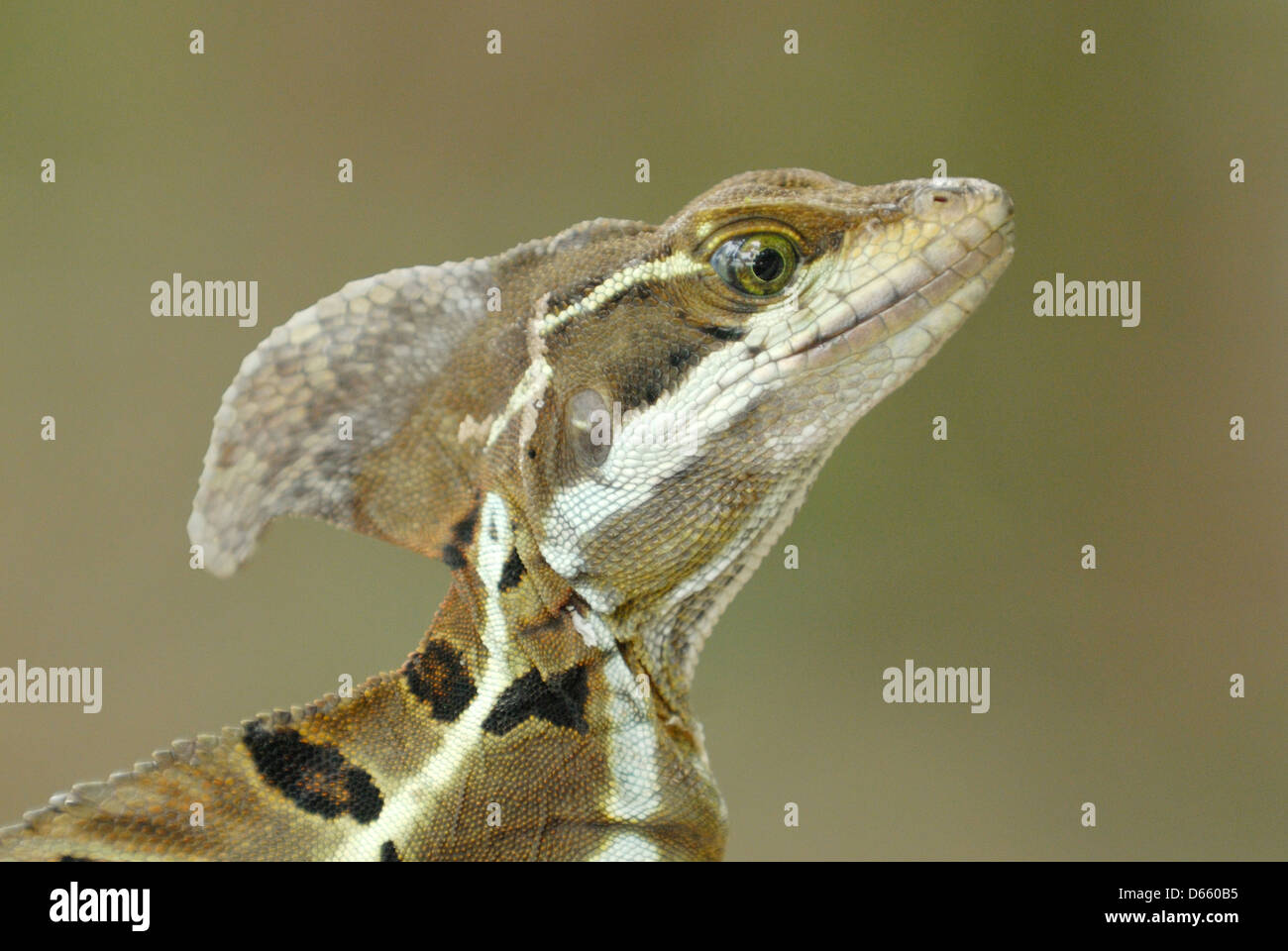 Basilisk Lizard (Basiliscus Basiliscus) in Costa Rica foresta pluviale Foto Stock