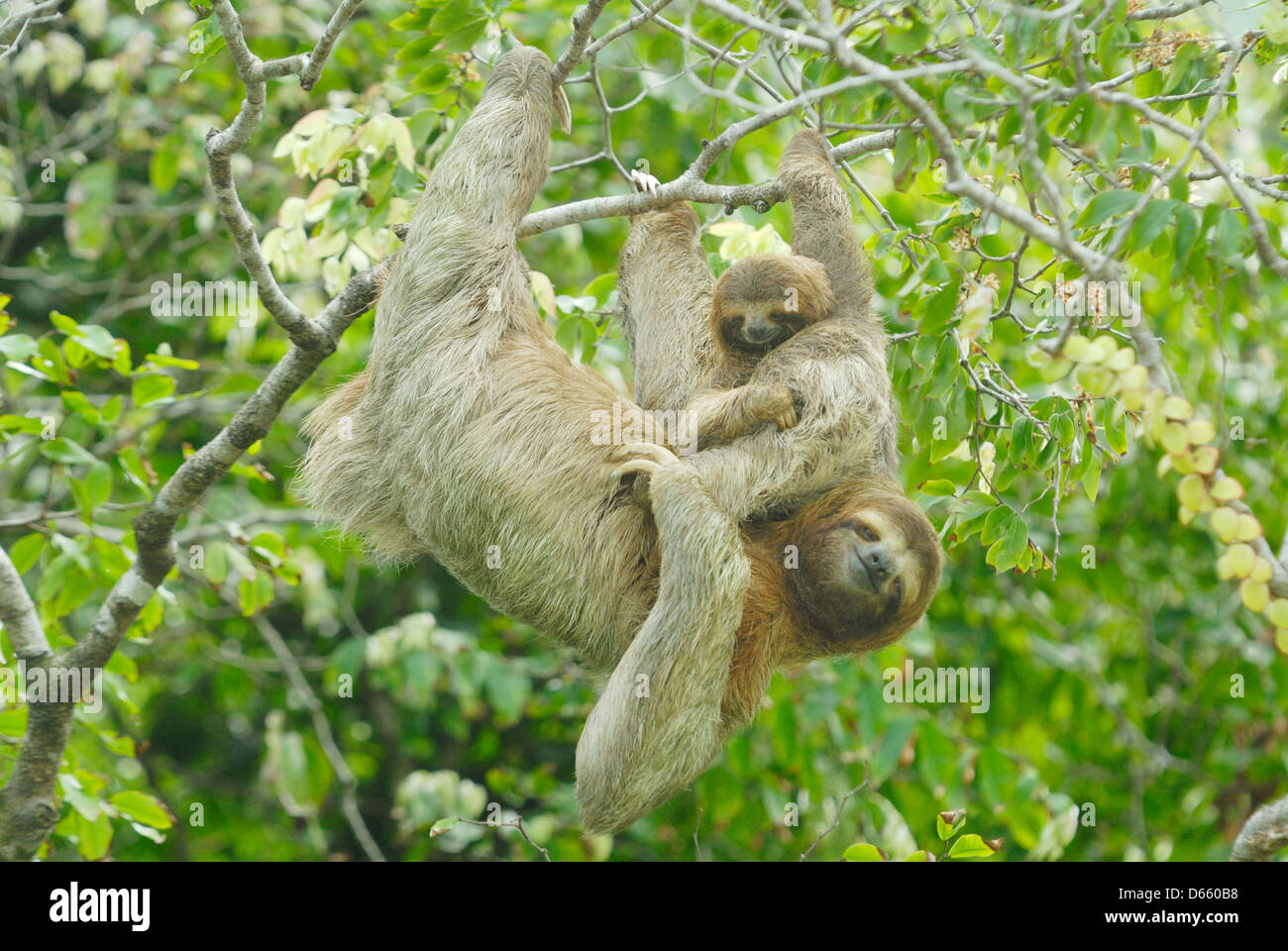 La madre e il bambino il bradipo (Bradypus variegatus) Foto Stock