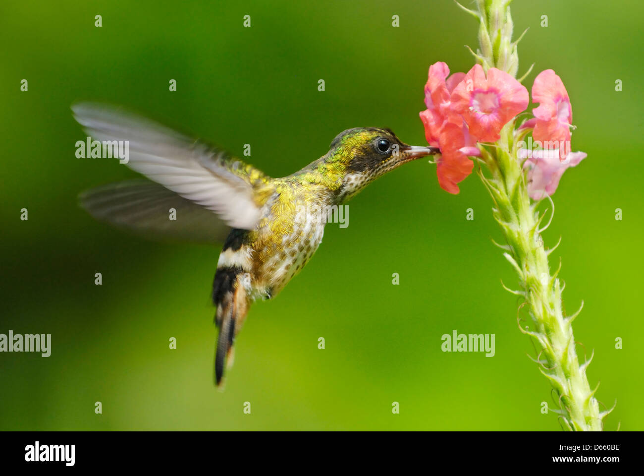 Nero-crested Coquette hummingbird (Lophornis helenae) alimentazione Foto Stock