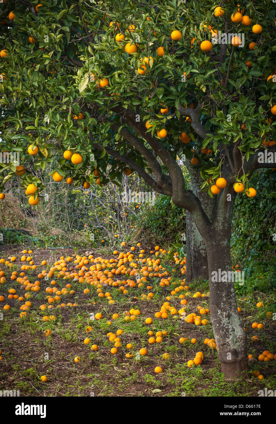 Arance caduti in un frutteto, Kardamyli, Esterno Mani, Messinia, Peloponneso, Grecia Foto Stock