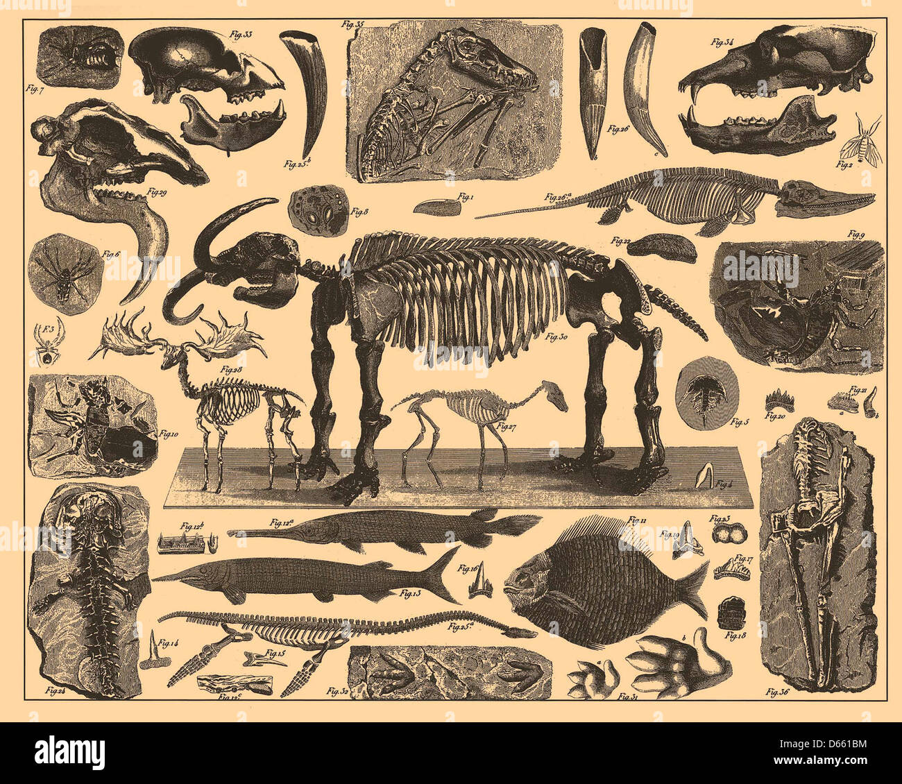 Un'illustrazione dal Brockhaus and Efron Enciclopedic Dictionary, con uno scheletro fossile di un dinosauro preistorico. L'immagine raffigura un diagramma dettagliato delle ossa, offrendo uno sguardo sui primi studi di paleontologia in Russia durante l'inizio del XX secolo. Foto Stock