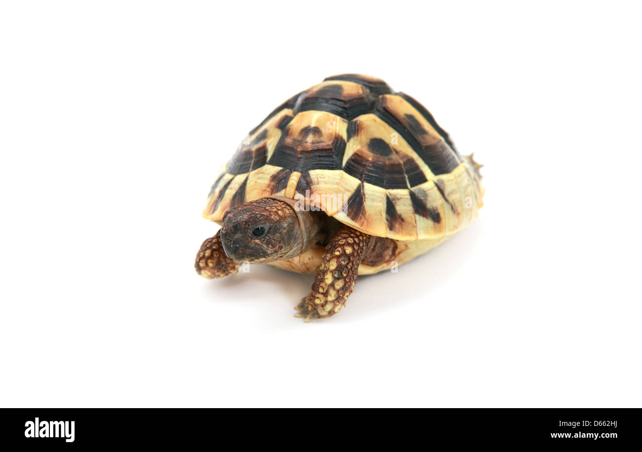 Carino rettile - Hermann's tartaruga (Testudo hermanni) su sfondo bianco Foto Stock