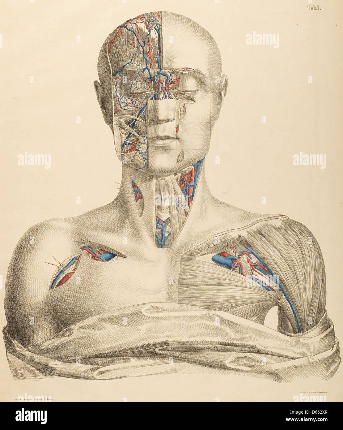 Questa immagine mostra un grafico anatomico creato da Anton Nuhn nel 1846, che fornisce illustrazioni dettagliate dell'anatomia umana. Il grafico si concentra sul sistema circolatorio, mostrando le arterie, le vene e il cuore, essenziali per comprendere l'anatomia umana e le procedure chirurgiche. Foto Stock