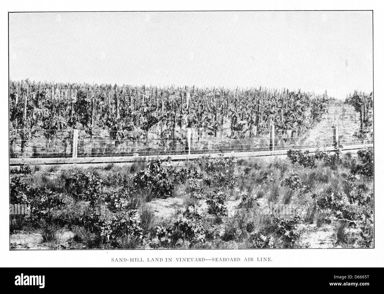 Uno schizzo dei primi anni del XX secolo dalla pubblicazione del 1902 "A Sketch of North Carolina", raffigurante la regione di Sand Hill, i suoi vigneti e la ferrovia Seaboard Air Line che correva attraverso l'area, mostrando lo sviluppo della terra durante questo periodo. Foto Stock