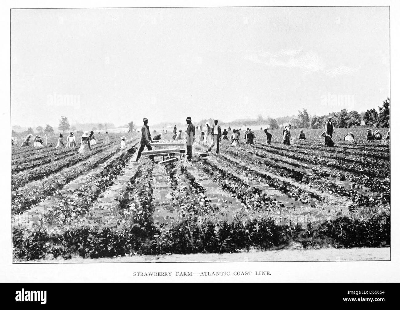 Un'illustrazione dettagliata della Atlantic Coast Line in North Carolina, raffigurante una fattoria di fragole lungo la costa. Lo schizzo offre uno sguardo sul paesaggio agricolo della regione all'inizio del XX secolo. Foto Stock