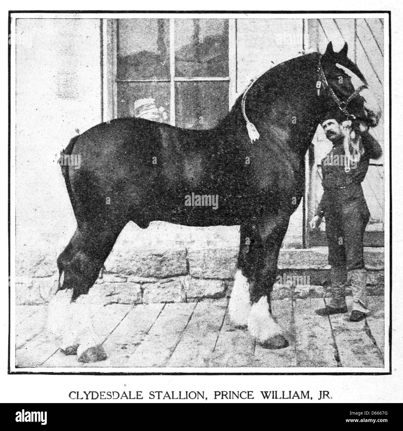 Questa immagine è tratta da "A Sketch of the Development of the Modern Horse" (1906), che mostra uno stallone di Clydesdale. La fotografia probabilmente presenta un'immagine di alta qualità di questa razza pesante di cavalli da tiro, nota per la sua forza e dimensioni, che mette in evidenza l'evoluzione dei cavalli per il lavoro moderno e l'agricoltura. Foto Stock