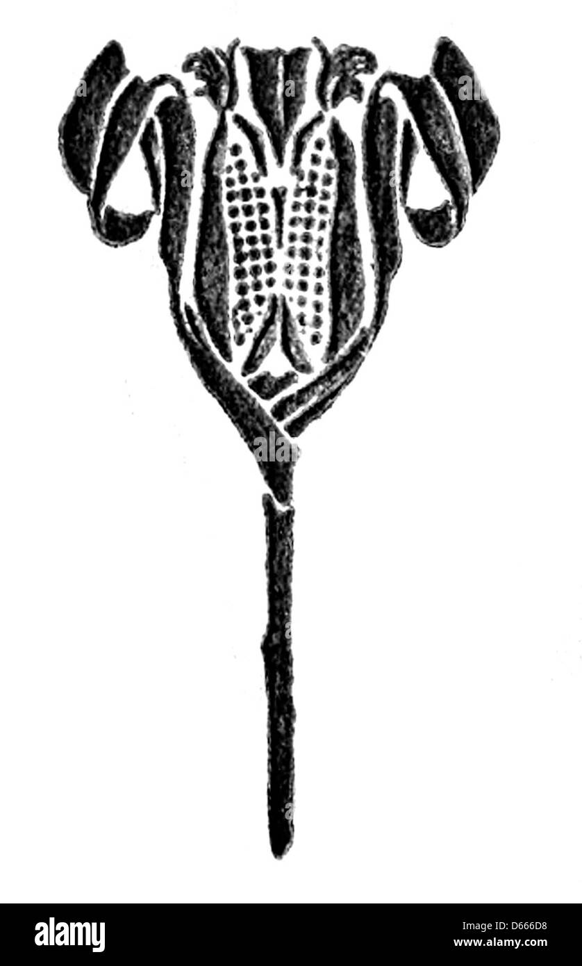 Una fotografia del 1913 intitolata "Una canzone di tanto tempo fa", che mostra un gambo di mais, che probabilmente simboleggia la vita rurale e le tradizioni agricole all'inizio del XX secolo. Foto Stock